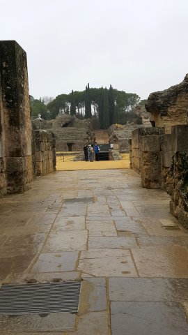 s338 italica